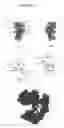 Fig. 22 - Antibodies to EGF receptor epitope peptides and uses thereof