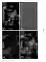 Fig. 04 - VIRAL VACCINE VECTORS