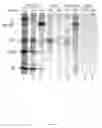 Fig. 05 - VIRAL VACCINE VECTORS