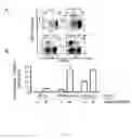 Fig. 06 - VIRAL VACCINE VECTORS