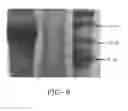 Fig. 09 - BIOMATERIALS, COMPOSITIONS, AND METHODS