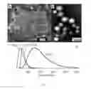 Fig. 02 - Peptidomimetic Resorbable Peptide-Polymer Hybrid Polyester Nanoparticles