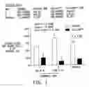 Fig. 02 - METHOD AND COMPOSITION FOR TREATING PULMONARY HEMORRHAGE