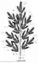 Fig. 04 - Takedown artificial tree
