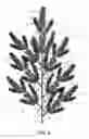 Fig. 07 - Takedown artificial tree