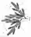Fig. 09 - Takedown artificial tree