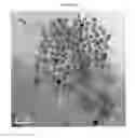 Fig. 13 - FeRh-FePt core shell nanostructure for ultra-high density storage media