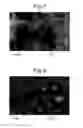 Fig. 08 - Positive electrode active material, sodium secondary battery, and production method of olivine-type phosphate