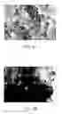 Fig. 09 - Fuel cell electrodes with triazole modified polymers and membrane electrode assemblies incorporating same