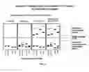Fig. 07 - HETERODUPLEX TRACKING ASSAY