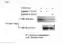 Fig. 02 - Method of examining inflammatory disease and method of screening remedy for inflammatory disease