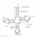 Fig. 01 - Modified tRNA containing unnatural base and use thereof