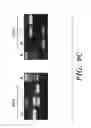 Fig. 35 - STROMAL INTERACTING MOLECULE KNOCKOUT MOUSE AND USES THEREOF