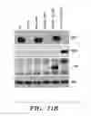 Fig. 43 - STROMAL INTERACTING MOLECULE KNOCKOUT MOUSE AND USES THEREOF