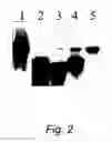 Fig. 03 - MODIFIED VIRD2 PROTEIN AND ITS USE IN IMPROVED GENE TRANSFER