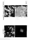 Fig. 04 - MODIFIED VIRD2 PROTEIN AND ITS USE IN IMPROVED GENE TRANSFER