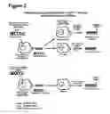 Fig. 03 - Baculoviruses with enhanced virion production and a method for the production of baculoviruses