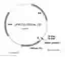 Fig. 01 - PROCESS FOR PRODUCING (2S,3R,4S)-4-HYDROXY-L-ISOLEUCINE