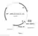 Fig. 02 - PROCESS FOR PRODUCING (2S,3R,4S)-4-HYDROXY-L-ISOLEUCINE