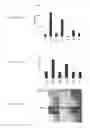 Fig. 09 - Composition and method for enabling proliferation of pluripotent stem cells