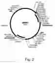 Fig. 03 - Methods for producing biological substances in enzyme-deficient mutants of 