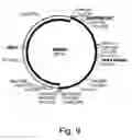 Fig. 10 - Methods for producing biological substances in enzyme-deficient mutants of 