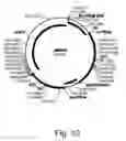Fig. 11 - Methods for producing biological substances in enzyme-deficient mutants of 