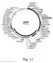 Fig. 12 - Methods for producing biological substances in enzyme-deficient mutants of 