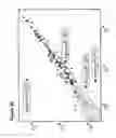 Fig. 24 - Compositions and methods for the diagnosis and prognosis of mesothelioma
