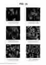 Fig. 08 - FROZEN CELL AND TISSUE MICROARRAYS