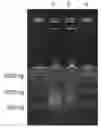 Fig. 01 - Purification and concentration of proteins and DNA from a complex sample using isotachophoresis and a device to perform the purification