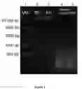 Fig. 02 - Purification and concentration of proteins and DNA from a complex sample using isotachophoresis and a device to perform the purification