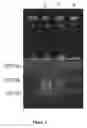 Fig. 03 - Purification and concentration of proteins and DNA from a complex sample using isotachophoresis and a device to perform the purification
