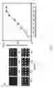Fig. 06 - Method of manufacturing micro patterned device and device obtained by the method