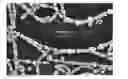Fig. 01 - Nanosensor array for electronic olfaction