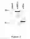 Fig. 03 - PARP inhibitors