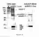 Fig. 16 - PARP inhibitors