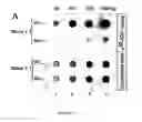 Fig. 18 - PARP inhibitors