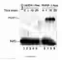 Fig. 24 - PARP inhibitors