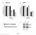 Fig. 03 - METHODS AND COMPOSITIONS FOR INHIBITING PROLIFERATION OF ANEUPLOID CELLS