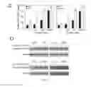 Fig. 07 - METHODS AND COMPOSITIONS FOR INHIBITING PROLIFERATION OF ANEUPLOID CELLS
