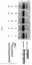 Fig. 08 - Uses of pentamidine and related compounds
