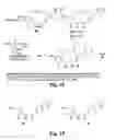 Fig. 07 - Conformationally restrained epothilone analogues as anti-leukemic agents