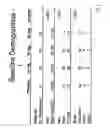 Fig. 09 - SUSTAINED RELEASE AMINOPYRIDINE COMPOSITIONS