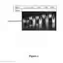 Fig. 08 - METHODS AND COMPOSITIONS FOR THE SPECIFIC INHIBITION OF GENE EXPRESSION BY DOUBLE-STRANDED RNA