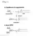Fig. 02 - PHAGE-DISPLAYING SINGLE-CHAIN ANTIBODY CAPABLE OF RECOGNIZING NON-REDUCED MANNOSE RESIDUE