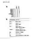 Fig. 03 - PHAGE-DISPLAYING SINGLE-CHAIN ANTIBODY CAPABLE OF RECOGNIZING NON-REDUCED MANNOSE RESIDUE
