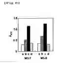Fig. 07 - PHAGE-DISPLAYING SINGLE-CHAIN ANTIBODY CAPABLE OF RECOGNIZING NON-REDUCED MANNOSE RESIDUE