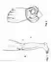 Fig. 02 - KNEE ERGONOMIC DEVICE FOR RESOLVING THE VERTICAL LOADS