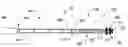 Fig. 01 - Torqueable and deflectable medical device shaft